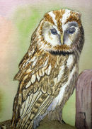 Tawny Owl